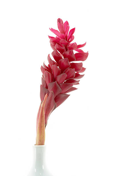 istock beautiful tropical red ginger flower on isolate white background 489970005