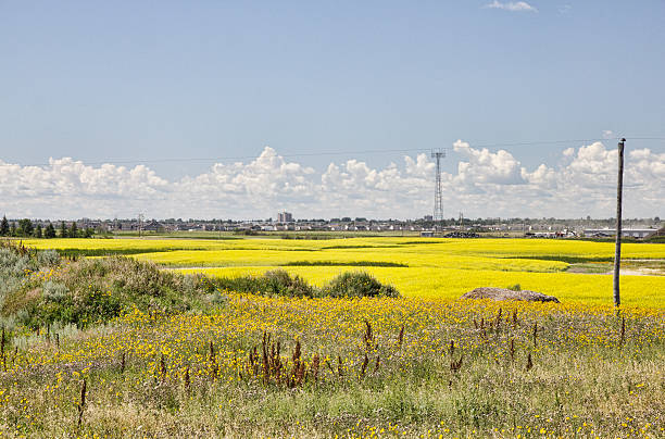 amarillo canola field este de saskatoon con nubes - saskatoon saskatchewan prairie field fotografías e imágenes de stock