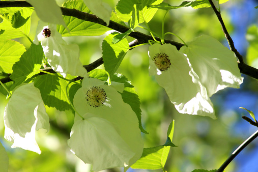 Close-up of white handkerchief tree (Davidia involucrata) flowers in spring photographed against a clear blue sky. This tree is also referred to as the dove tree, pocket handkerchief tree and ghost tree.