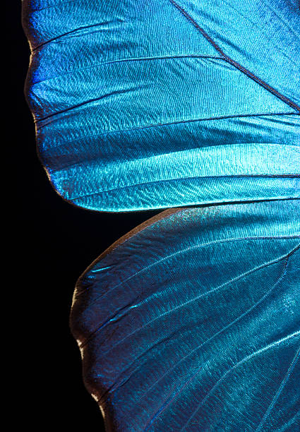 Morpho Didius butterfly wing A detail of a Morpho Didius butterfly wing. These butterflies originate from South America and the wing span can be up to 15cm. iridescent photos stock pictures, royalty-free photos & images