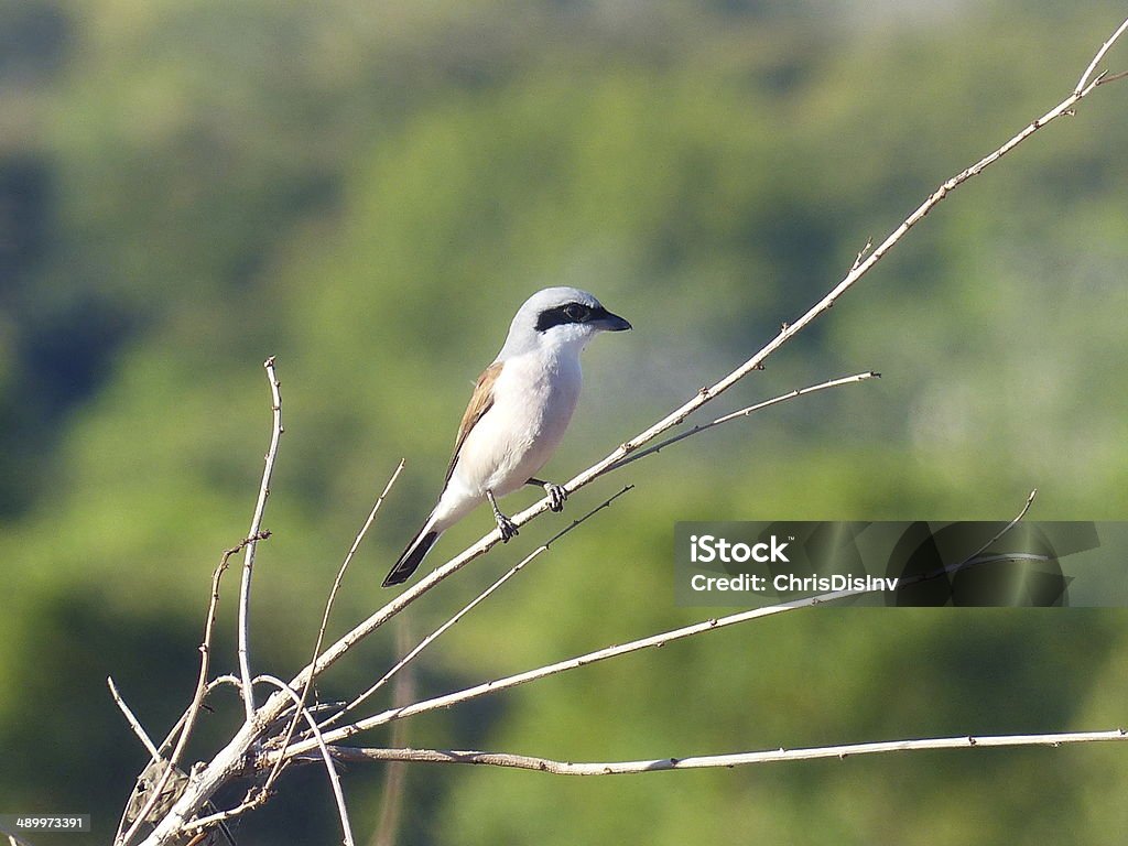 Red-backed Shrike African Bird Palearctic migrant to East and Central Africa 2000-2009 Stock Photo