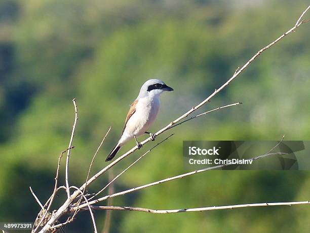 Redbacked Shrike African Bird Stock Photo - Download Image Now - 2000-2009, 21st Century, Africa