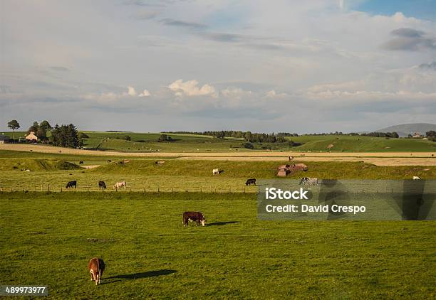 Campagna Britannica - Fotografie stock e altre immagini di Agricoltura - Agricoltura, Ambientazione esterna, Animale domestico