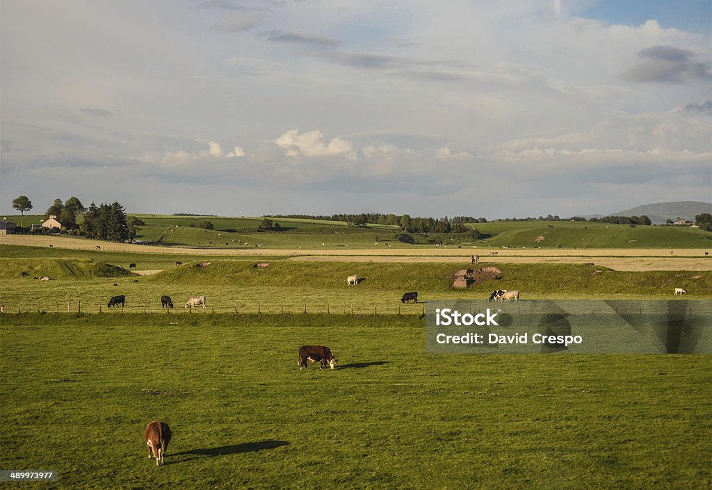 Zona rural britânico - Foto de stock de Agricultura royalty-free