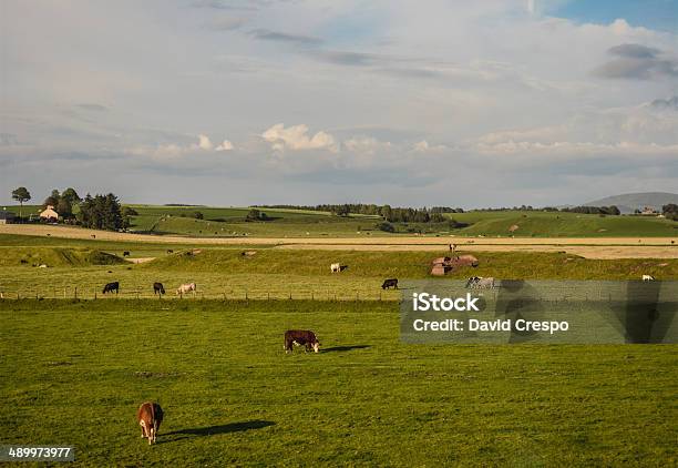 Grã Bretanha O Mundo Rural - Fotografias de stock e mais imagens de Agricultura - Agricultura, Ajardinado, Animal Doméstico