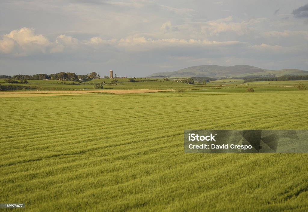 Campo británico - Foto de stock de Agricultura libre de derechos