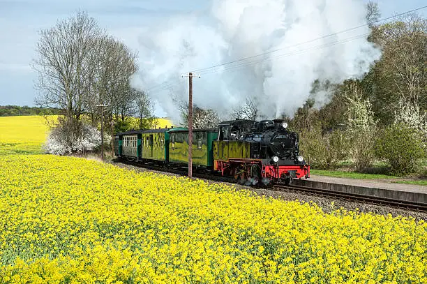 Historical steam train on island Ruegen going through rapeseed fields