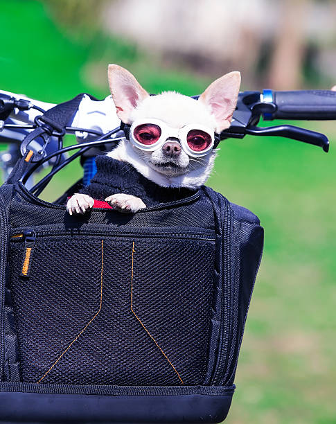 istock small dog in sunglasses 489975831