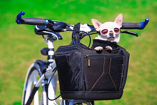istock funny chihuahua in sunglasses 489975941