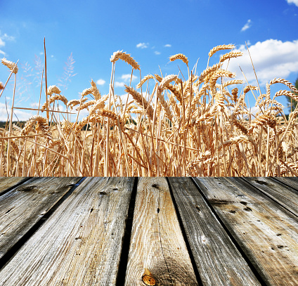 Wheat field against blue sky with wooden planks in the foreground