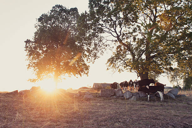 Herd of cattle in a tree at sunrise.