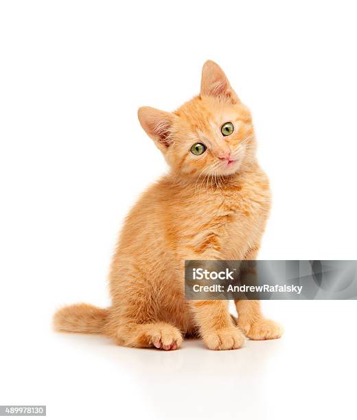 Linda Mascota Rojo De Estar Y Mirando A La Cámara Foto de stock y más banco de imágenes de Gatito - Gatito, Fondo blanco, Gato doméstico