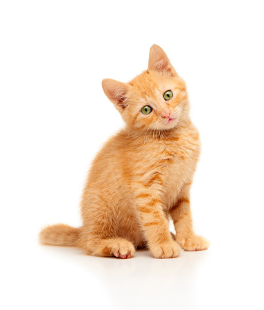 Cute little red kitten sitting and looking straight at camera, isolated on a white background