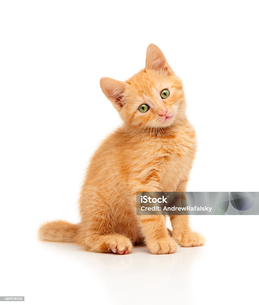 Cute Little Red Kitten Sitting And Looking Straight At Camera ...