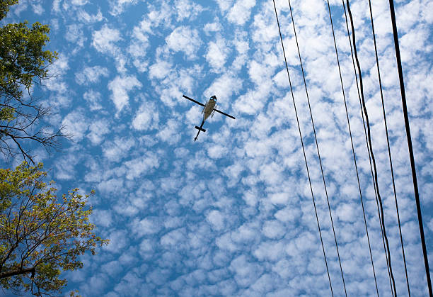 Helicopter against buttermilk sky, trees, and power lines.  Horizontal.
