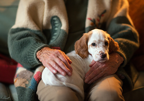 English Setter serving as therapy dog on a senior woman's lap, Norway