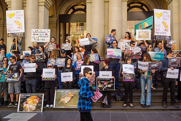 Melbourne Chicken Save Rally Melbourne, Australia - September 26, 2015: A group of activists from Melbourne Chicken Save hold a rally at Bourke St Mall to raise awareness about the plight of battery hens. battery hen stock pictures, royalty-free photos & images