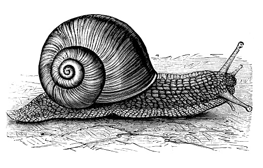 Antique illustration of the Burgundy snail, Roman snail, edible snail or escargot (Helix pomatia), a species of land snail, gastropod mollusk in the family Helicidae