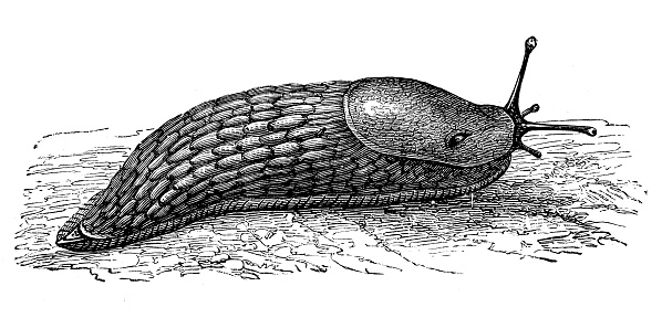 Antique illustration of the black slug or black arion or European black slug or large black slug (Arion ater), a terrestrial slug belonging the family Arionidae (roundback slugs).