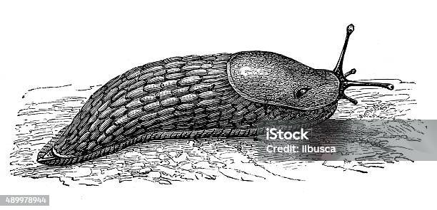 Antique Illustration Of Black Slug Or Black Arion Stock Illustration - Download Image Now