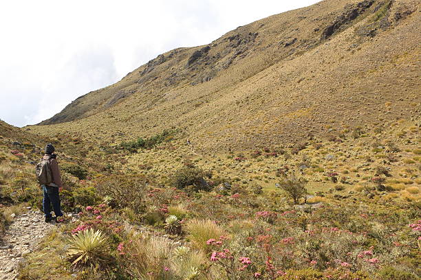 Hiker looks at his friends who got well ahead in the trail of the way back from Grande Lagoon in Tachira State, Venezuela at abouat 3,400 meters above sea level.