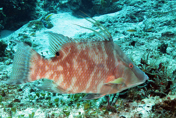 hogfish - macaca - fotografias e filmes do acervo