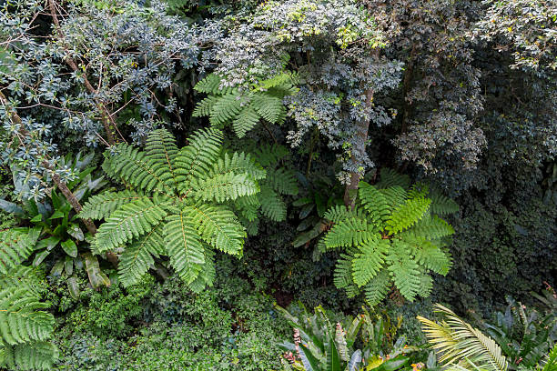 Rainforest from above stock photo