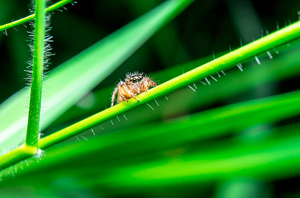 Jumping spider on leave look forward stock photo