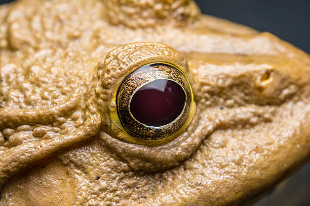 Close up eye of yellow frog stock photo