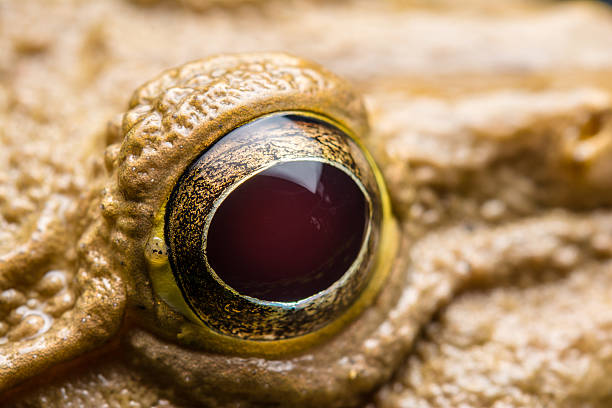 Close up eye of yellow frog stock photo