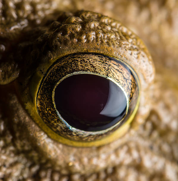 Close up eye of yellow frog stock photo