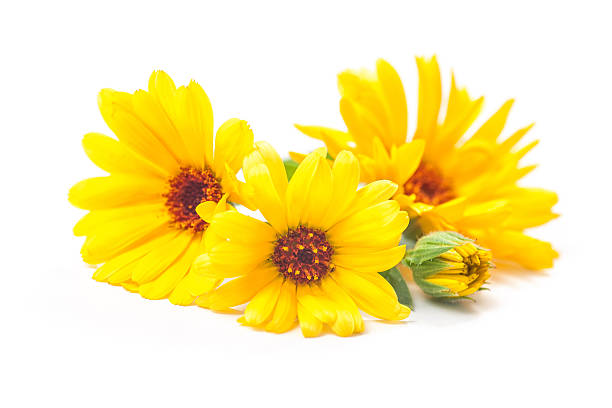 calendula officinalis - pot marigold single flower flower flower head foto e immagini stock