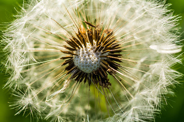 istock Close Up of a Dandelion Flower 489980820