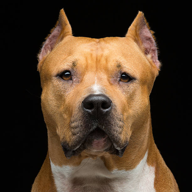 istock Staffordshire bull terrier 489981222