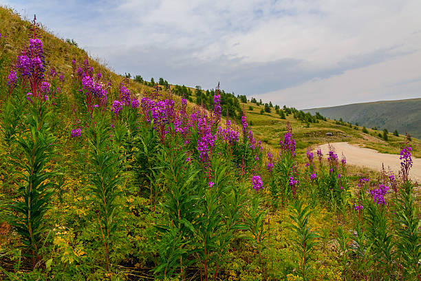 istock flowers mountains trees road magenta 489982024