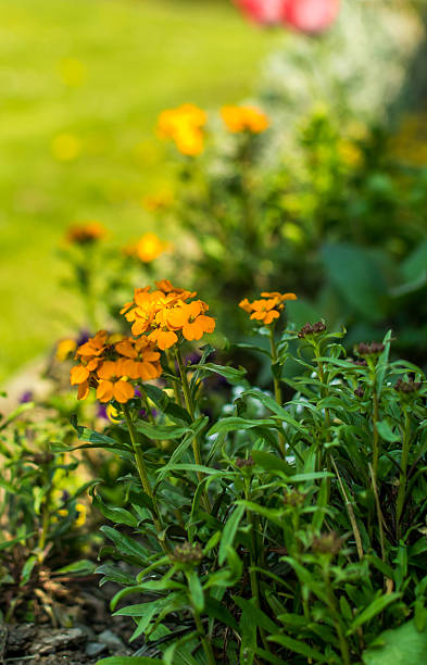 istock Orange Flower in the Garden 489983406