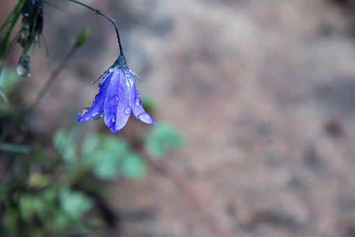 Image of a single Parry's bellflower covered in water droplets from a recent rain.  The flower was found on the forest floor in the San Juan National Forest in Colorado.  The blossom is also known as a bluebell.