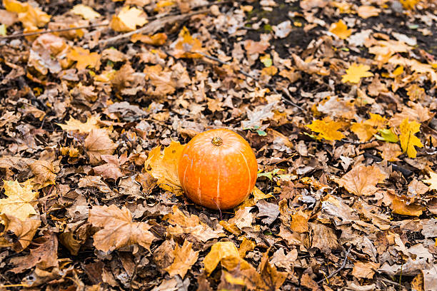istock pumpkin in autumn leaves 489987828
