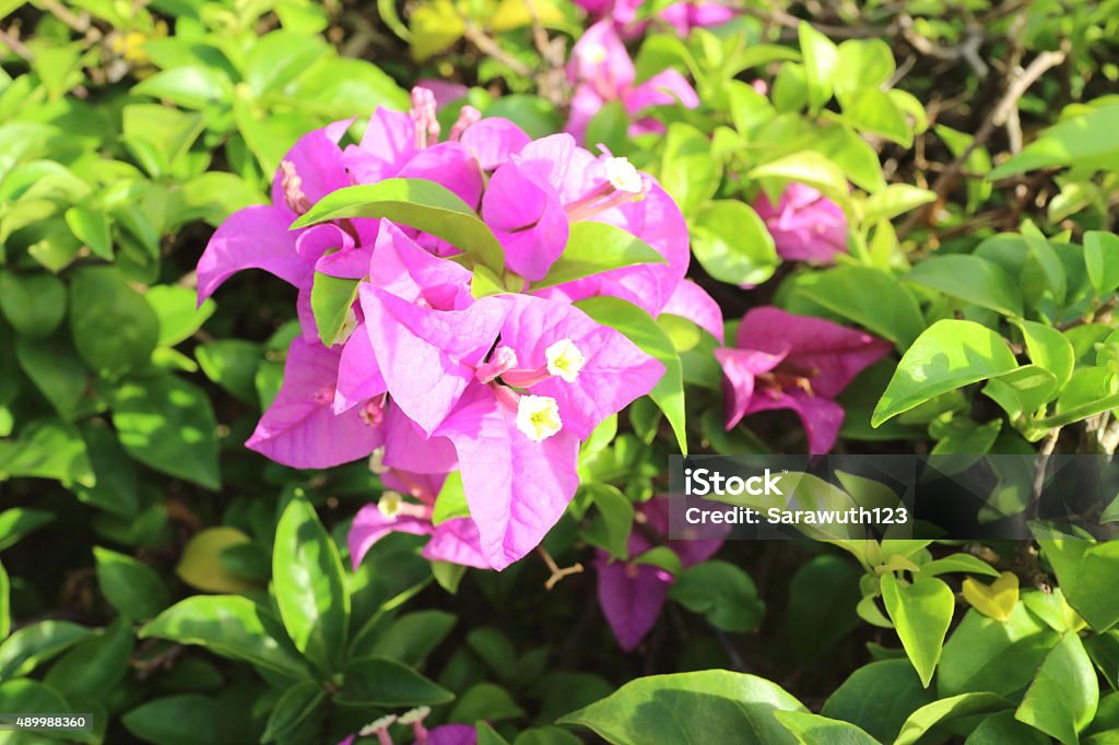 bougainvillea flower bougainvillea flower blooming in Thailand Summer season 2015 Stock Photo