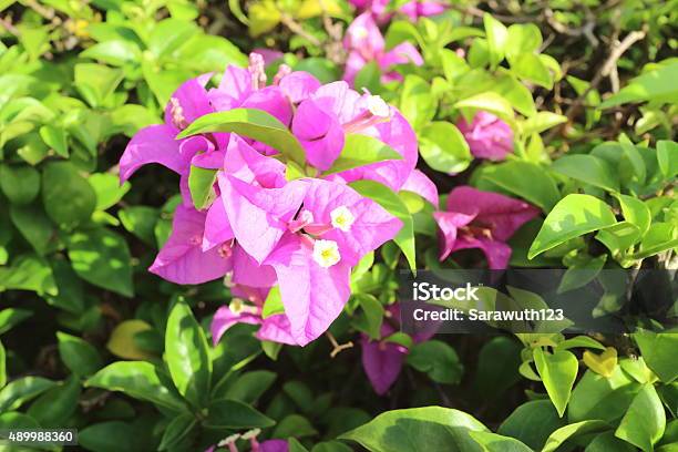 Bougainvillea Flower Stock Photo - Download Image Now - 2015, Botany, Bougainvillea