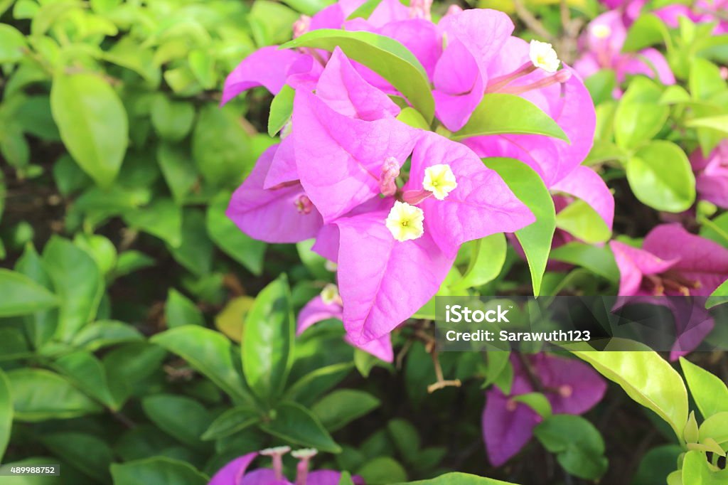 bougainvillea flower bougainvillea flower blooming in Thailand Summer season 2015 Stock Photo
