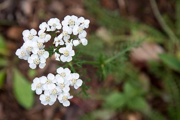 istock White Alpine Yarrow wildflowers in Colorado 489989730