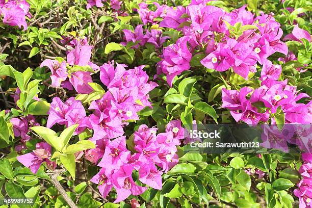 Bougainvillea Flower Stock Photo - Download Image Now - 2015, Backgrounds, Botany
