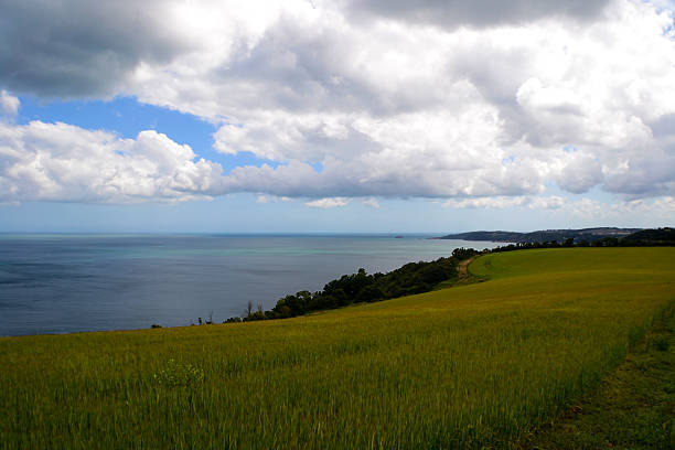 istock Crop field by the coast 489989950