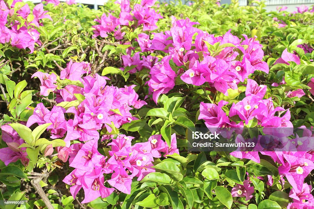 bougainvillea flower bougainvillea flower blooming in Thailand Summer season 2015 Stock Photo