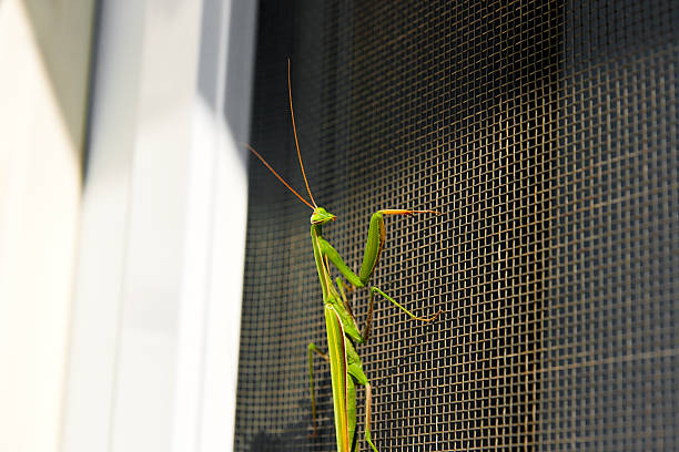 istock Praying Mantis insect in nature. Mantis religiosa. 489990514