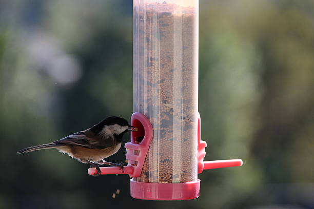 istock Chickadee eating seeds close-up 489990660