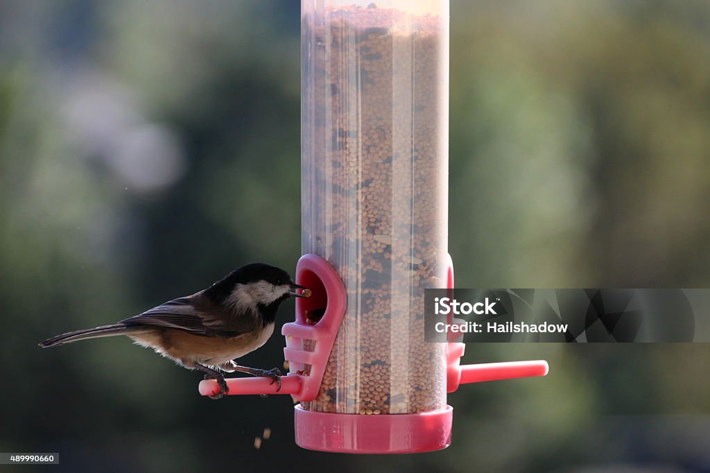 Chickadee eating seeds close-up black capped chickadee eating from a bird feader. 2015 Stock Photo