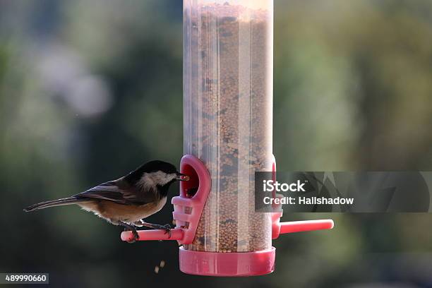 Chickadee Eating Seeds Closeup Stock Photo - Download Image Now - 2015, Animal, Animal Body Part