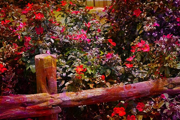 istock Wooden fence and flowers 490012852